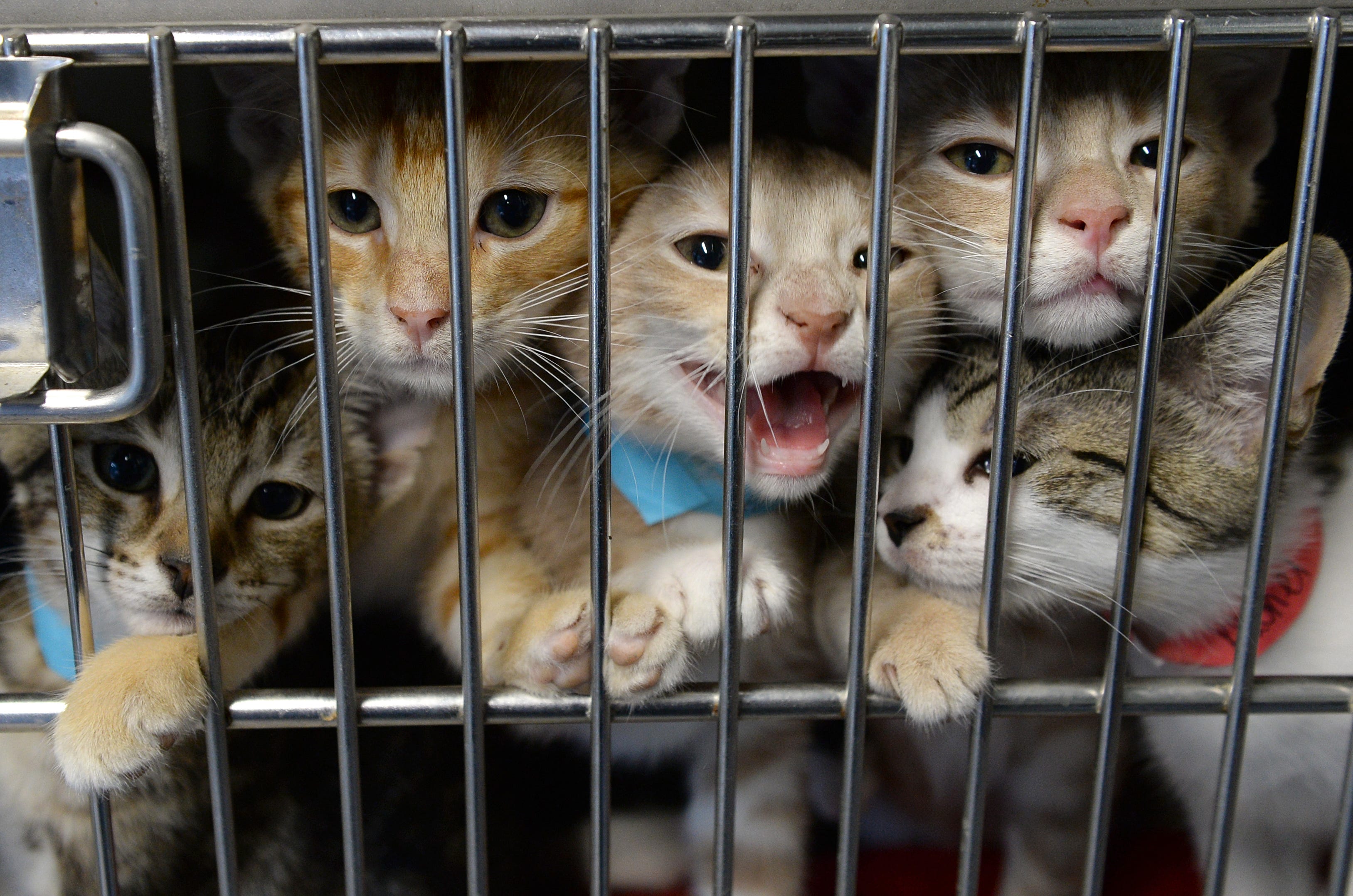 gloucester animal shelter